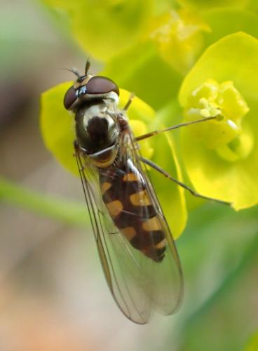 Réf. 230 880 : Meliscaeva auricollis